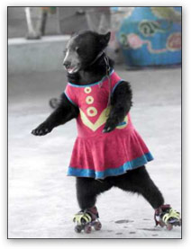 bear_skate (15k image)